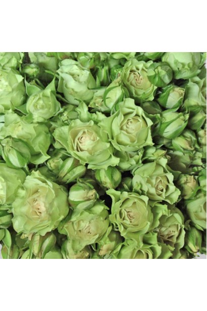 Троянда Лувіана - маленькі салатові бутони